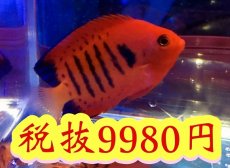 画像2: No.29 クリスマス島産  フレームエンゼル　超特価品 (2)