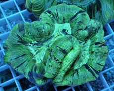 画像1: No.1 オーストラリア産　オオバナサンゴ (1)