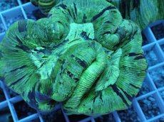 画像2: No.1 オーストラリア産　オオバナサンゴ (2)