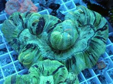 画像1: No.2 オーストラリア産　オオバナサンゴ (1)