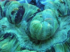 画像2: No.2 オーストラリア産　オオバナサンゴ (2)