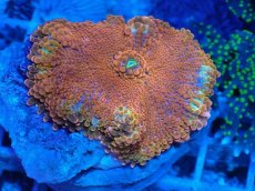 画像1: No.1 バブルディスク　オレンジ (1)