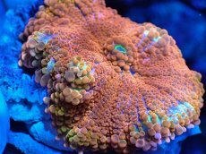 画像2: No.1 バブルディスク　オレンジ (2)