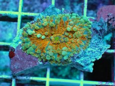 画像1: No.2 バブルディスク　オレンジツートン (1)