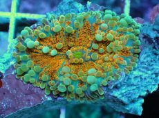 画像2: No.2 バブルディスク　オレンジツートン (2)