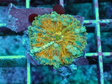 画像1: No.3 バブルディスク　オレンジツートン (1)