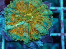 画像2: No.3 バブルディスク　オレンジツートン (2)