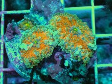 画像1: No.4 バブルディスク　オレンジツートン (1)