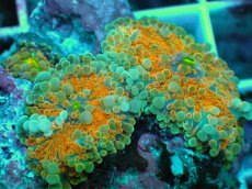 画像2: No.4 バブルディスク　オレンジツートン (2)