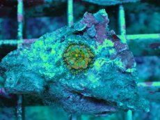 画像1: No.5 バブルディスク　オレンジツートン (1)