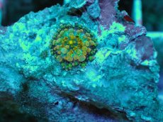 画像2: No.5 バブルディスク　オレンジツートン (2)