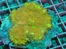 画像1: No.6 バブルディスク　オレンジイエロー (1)