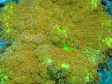 画像2: No.6 バブルディスク　オレンジイエロー (2)