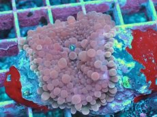 画像1: No.7 バブルディスク　ピンク (1)