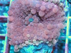 画像2: No.7 バブルディスク　ピンク (2)