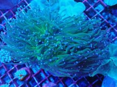 画像1: No.1 グリーントーチ (1)