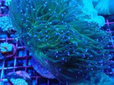 画像2: No.1 グリーントーチ (2)