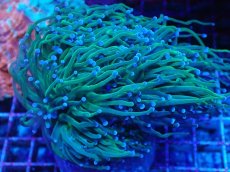 画像2: No.2 グリーントーチ (2)