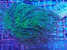 画像1: No.3 グリーントーチ (1)