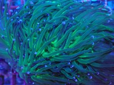 画像2: No.3 グリーントーチ (2)