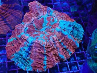 アザミハナガタサンゴ を買うならアクアスタイルユー｜大阪からサンゴ 