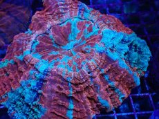 画像2: No.1 アザミハナガタサンゴ　マルチカラー (2)