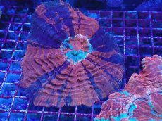 画像1: No.2 アザミハナガタサンゴ　マルチカラー (1)