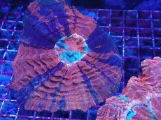 画像2: No.2 アザミハナガタサンゴ　マルチカラー (2)