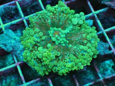 画像1: No.8 バブルディスク　ツートン (1)