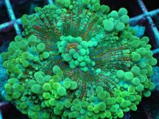 画像2: No.8 バブルディスク　ツートン (2)