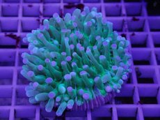 画像1: No.1 パラオクサビライシ　ピンクチップ (1)