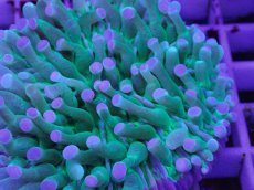 画像2: No.1 パラオクサビライシ　ピンクチップ (2)