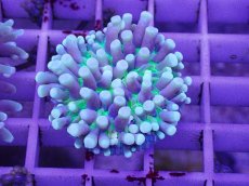 画像1: No.2 パラオクサビライシ　イエロー (1)