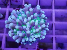 画像2: No.2 パラオクサビライシ　イエロー (2)