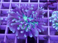 画像1: No.3 パラオクサビライシ　イエロー (1)