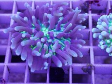 画像2: No.3 パラオクサビライシ　イエロー (2)