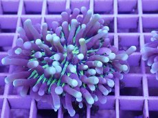 画像1: No.4 パラオクサビライシ　イエロー (1)