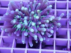 画像2: No.4 パラオクサビライシ　イエロー (2)