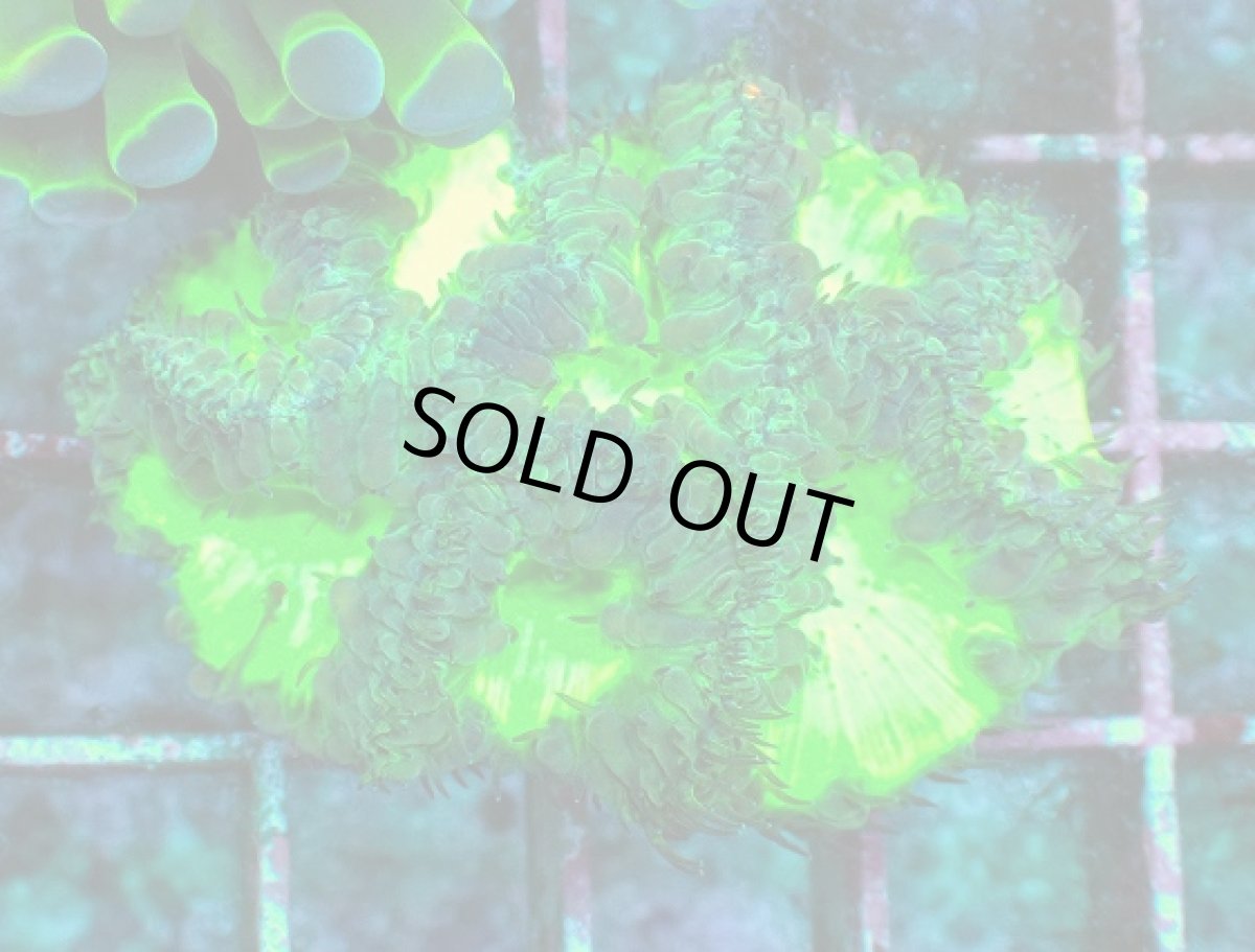 画像1: No.1 オオタバサンゴ　メタリックグリーン (1)