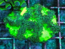 画像1: No.1 オオタバサンゴ　メタリックグリーン (1)
