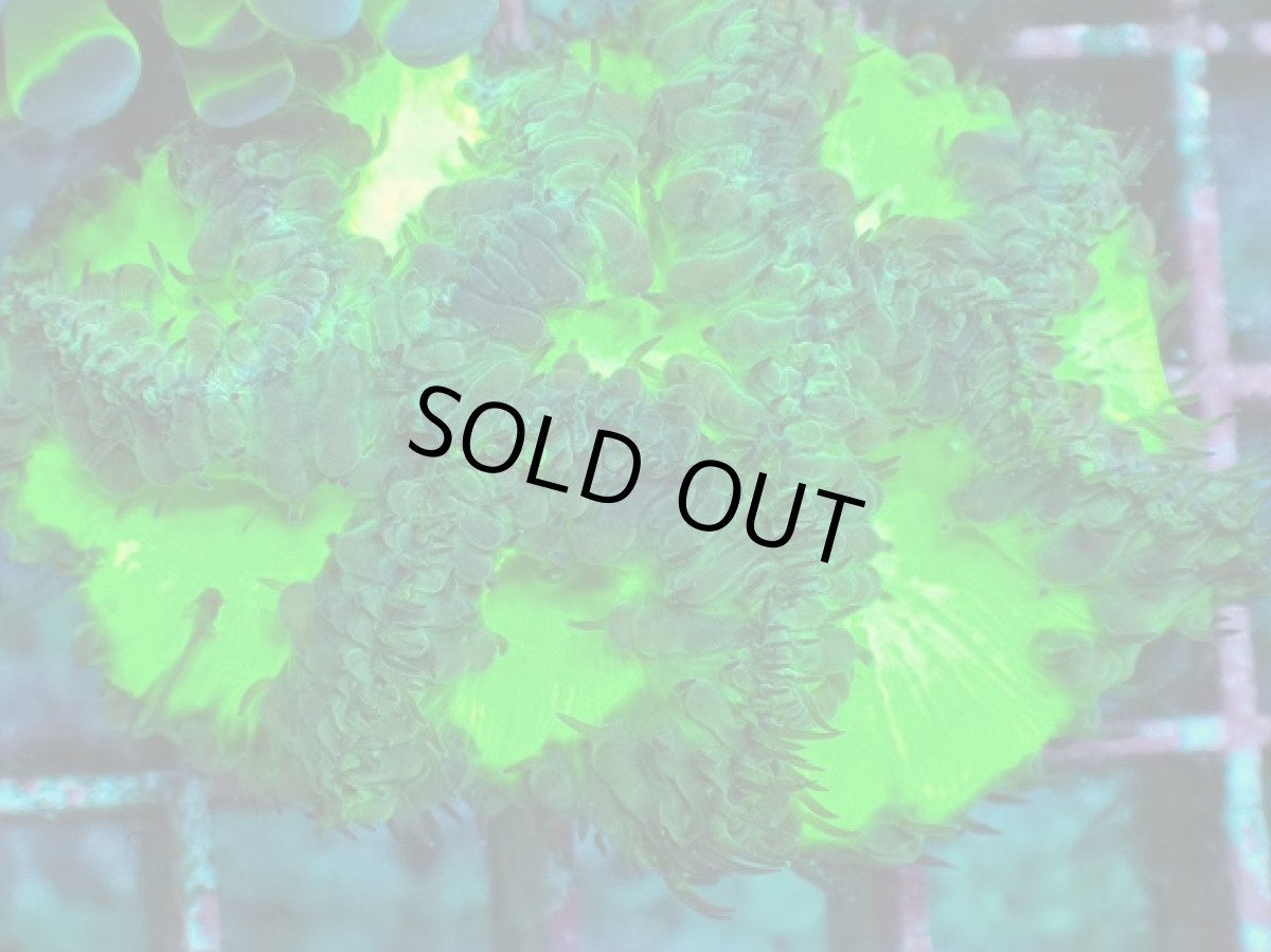 画像2: No.1 オオタバサンゴ　メタリックグリーン (2)