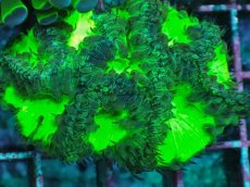 画像2: No.1 オオタバサンゴ　メタリックグリーン (2)