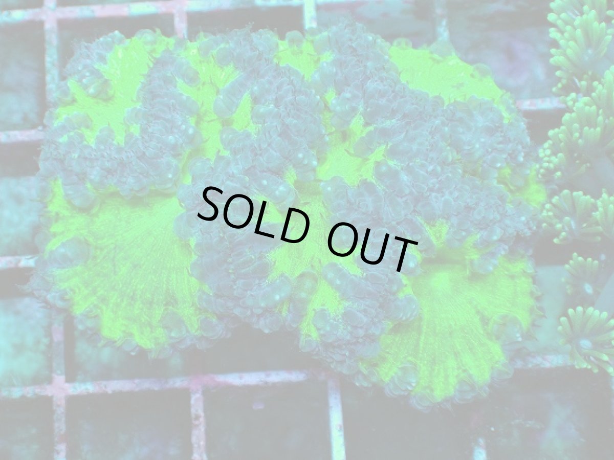 画像1: No.2 オオタバサンゴ　ツートン (1)