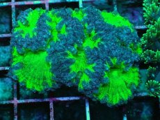 画像1: No.2 オオタバサンゴ　ツートン (1)