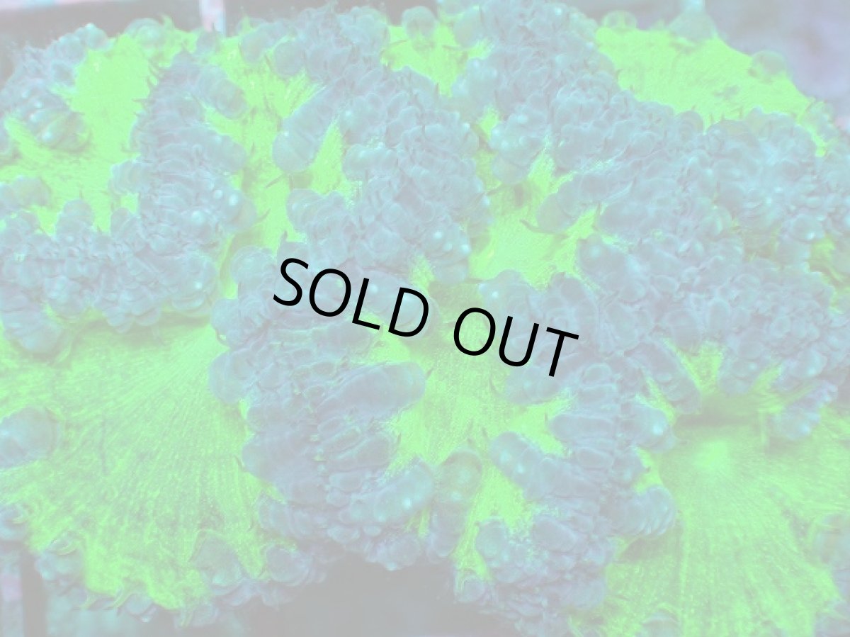 画像2: No.2 オオタバサンゴ　ツートン (2)