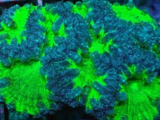 画像2: No.2 オオタバサンゴ　ツートン (2)