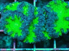 画像2: No.3 オオタバサンゴ　ツートン (2)