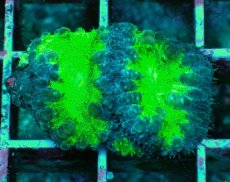 画像1: No.4 オオタバサンゴ　ツートン (1)