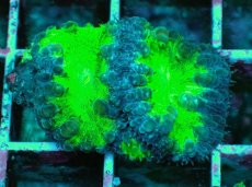 画像2: No.4 オオタバサンゴ　ツートン (2)