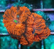 画像1: No.5 オオタバサンゴ　ツートン (1)